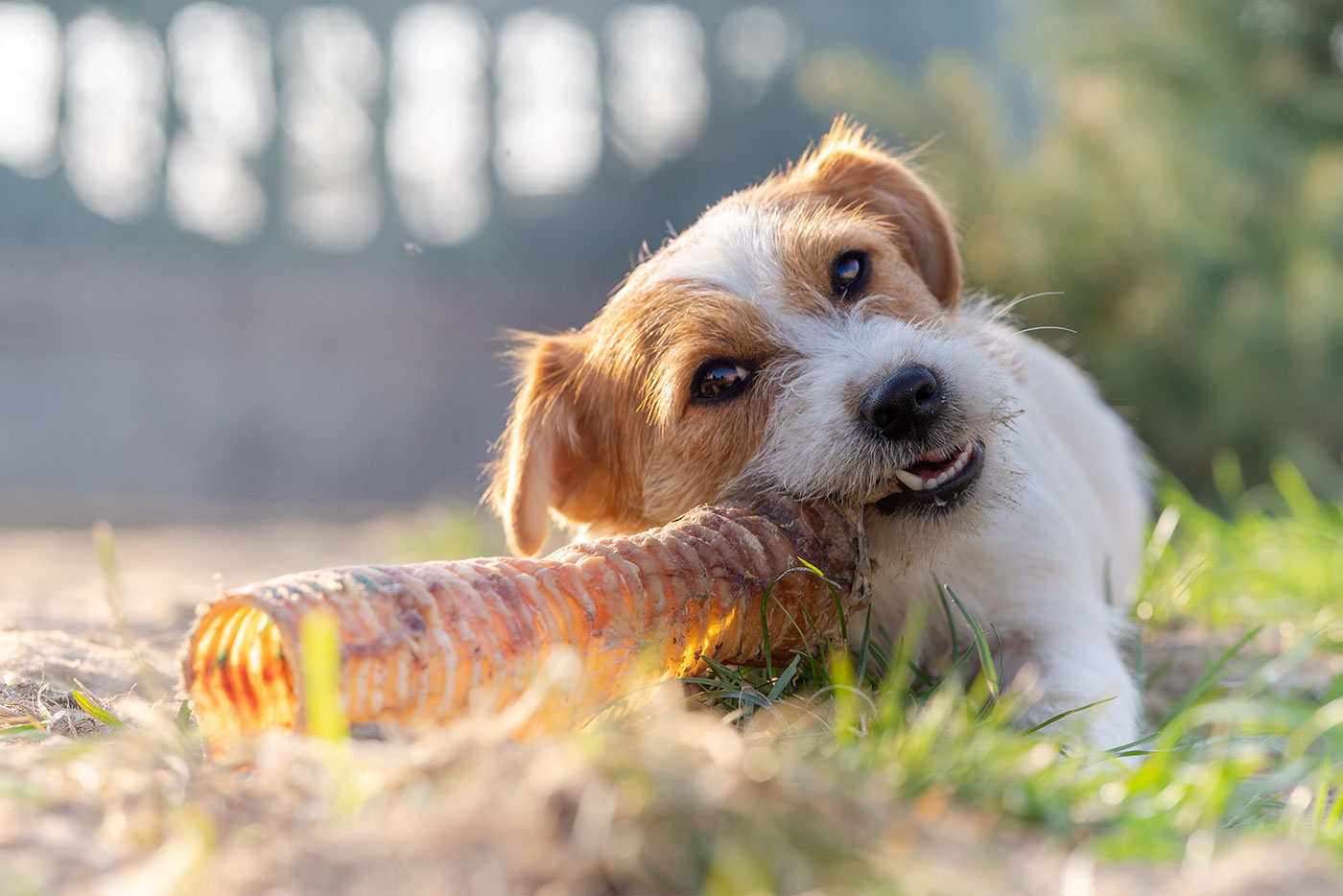 Snacks & Leckerlis im Praxis-Check