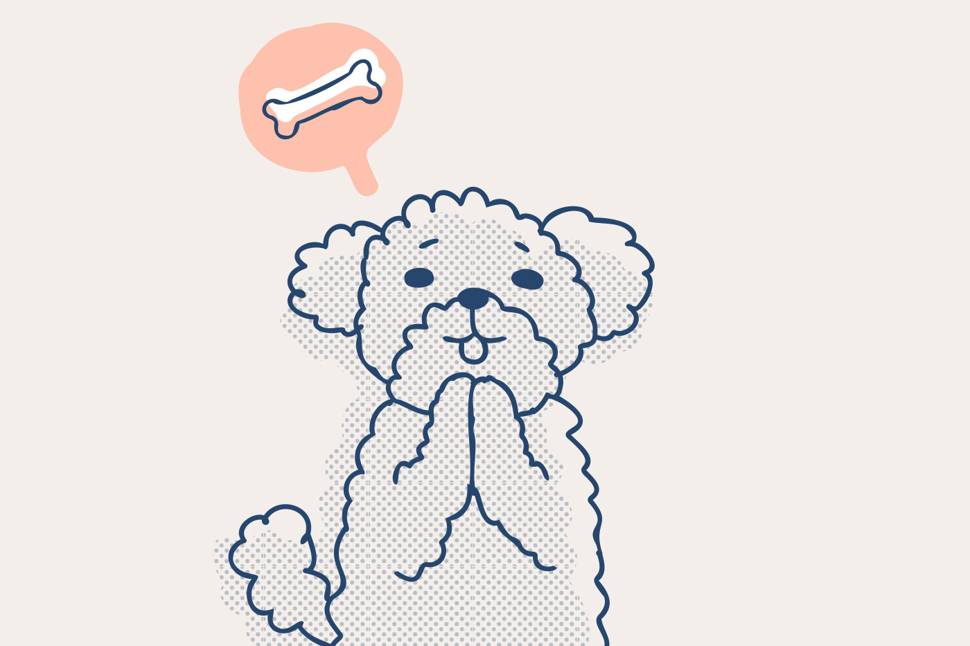 Kleine Hunde richtig füttern