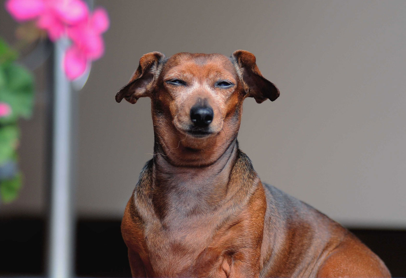 Es ist wichtig kleine Hunde richtig zu füttern, um ungesundes Übergewicht zu vermeiden.