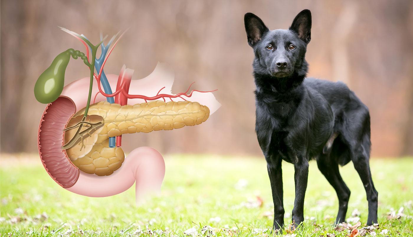 Diagnose Bauchspeicheldrüsenunterfunktion