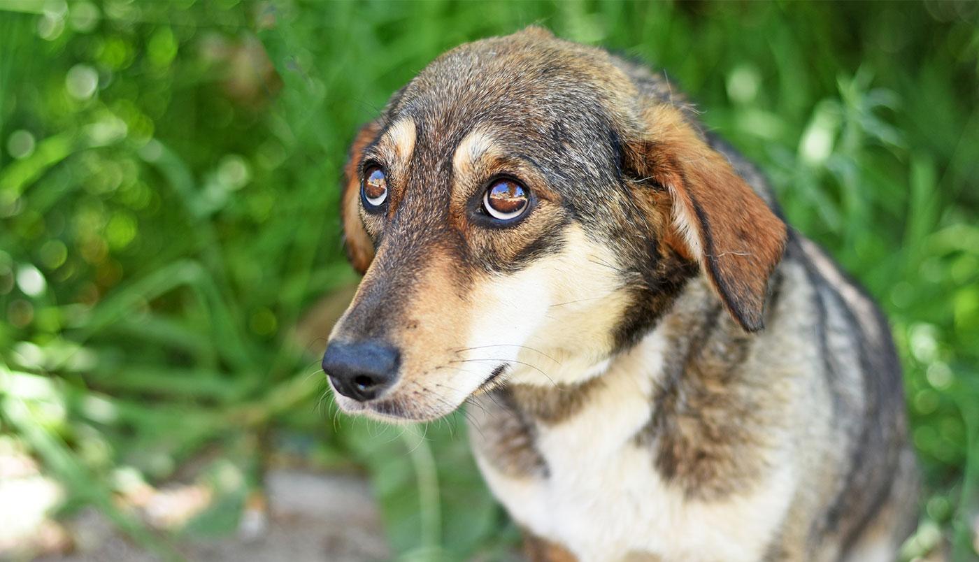 Angst und Unsicherheit beim Hund