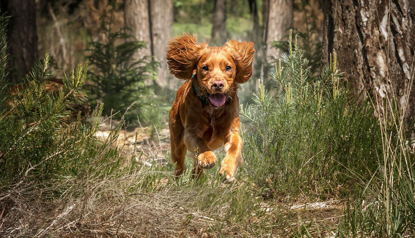 Der Cocker Spaniel