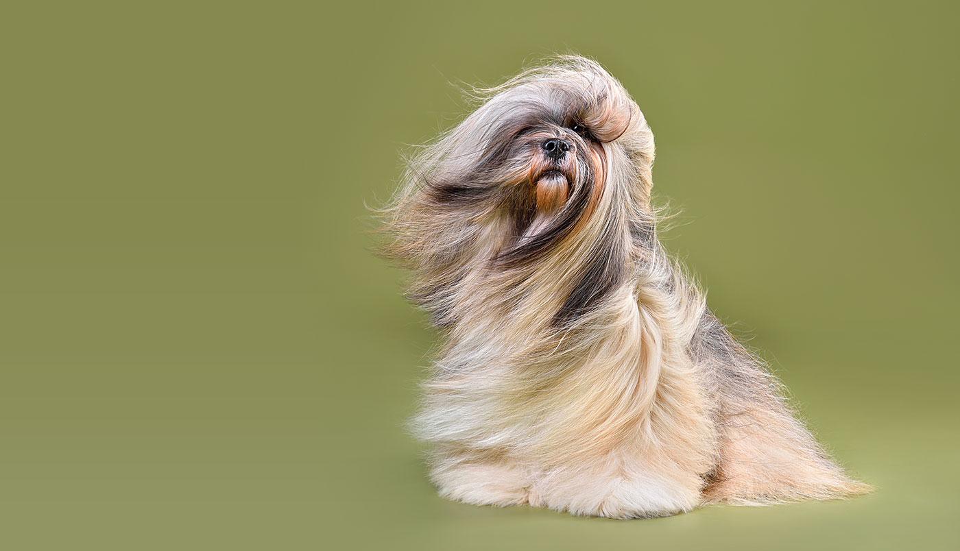 Die richtige Fellpflege