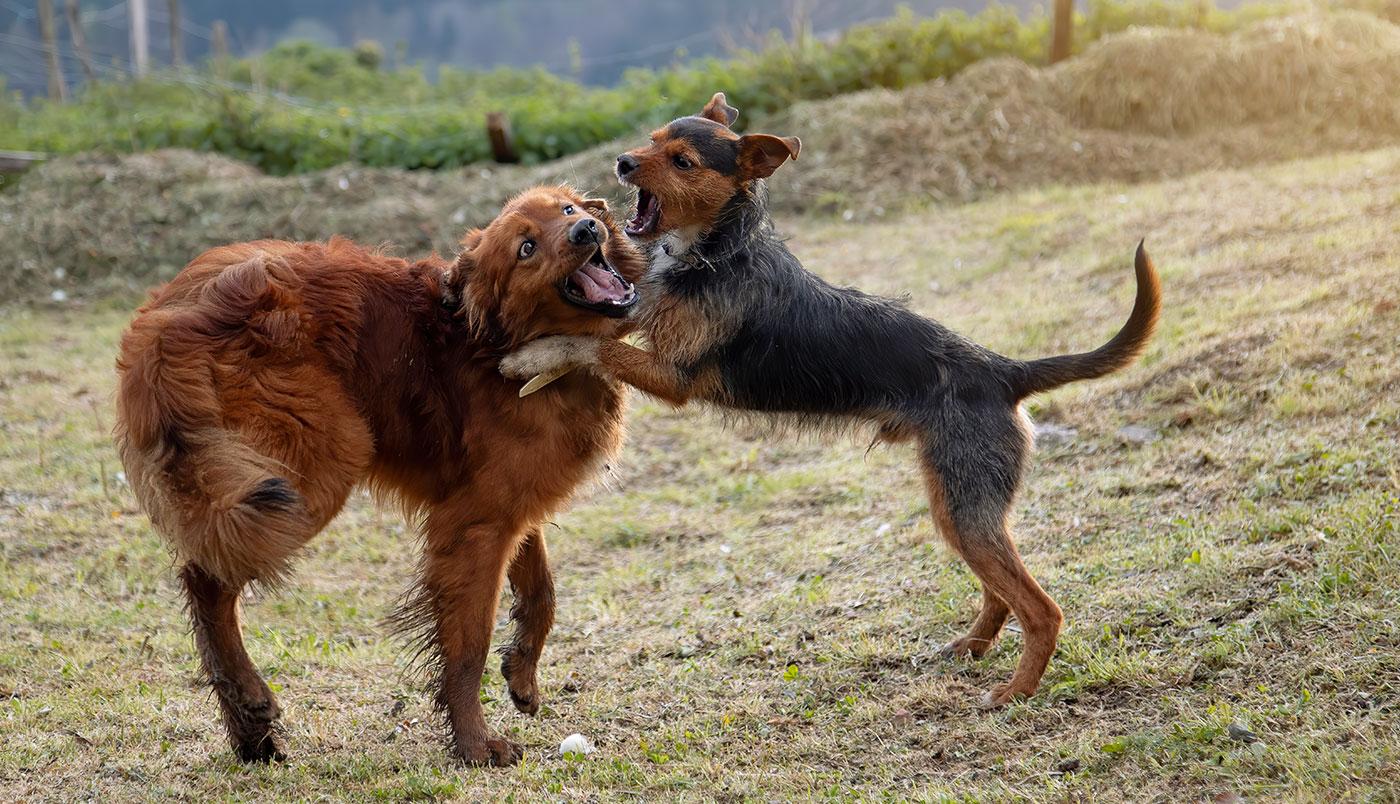 Impulskontrolle leicht gemacht