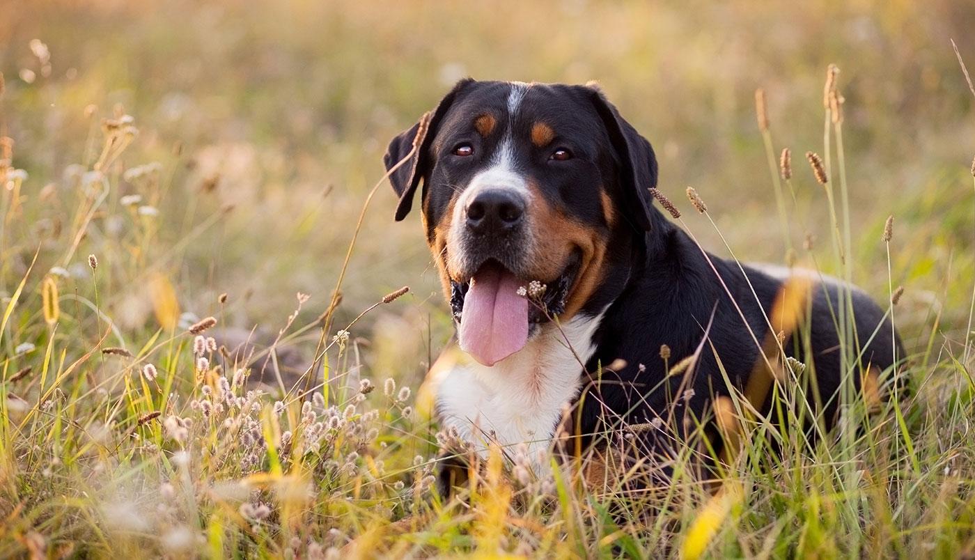 Parasiten – Arten und Prävention