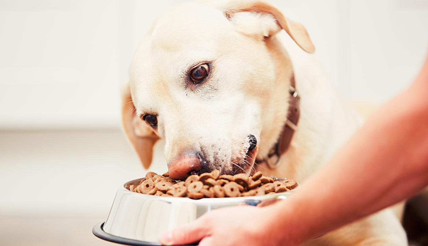 Ernährung für Hundesenioren