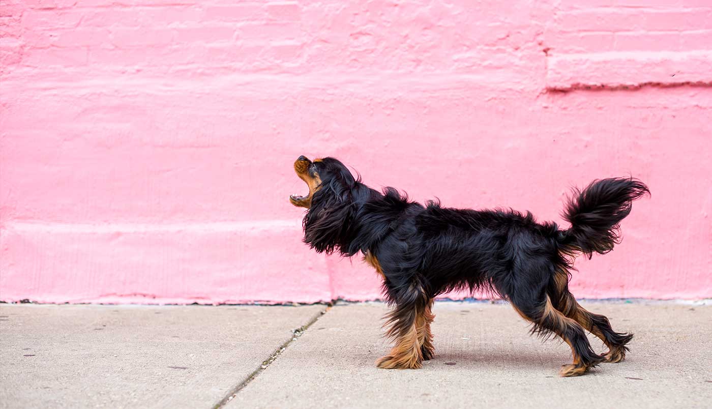 Aggression bei Hunden: Ursachen &Training