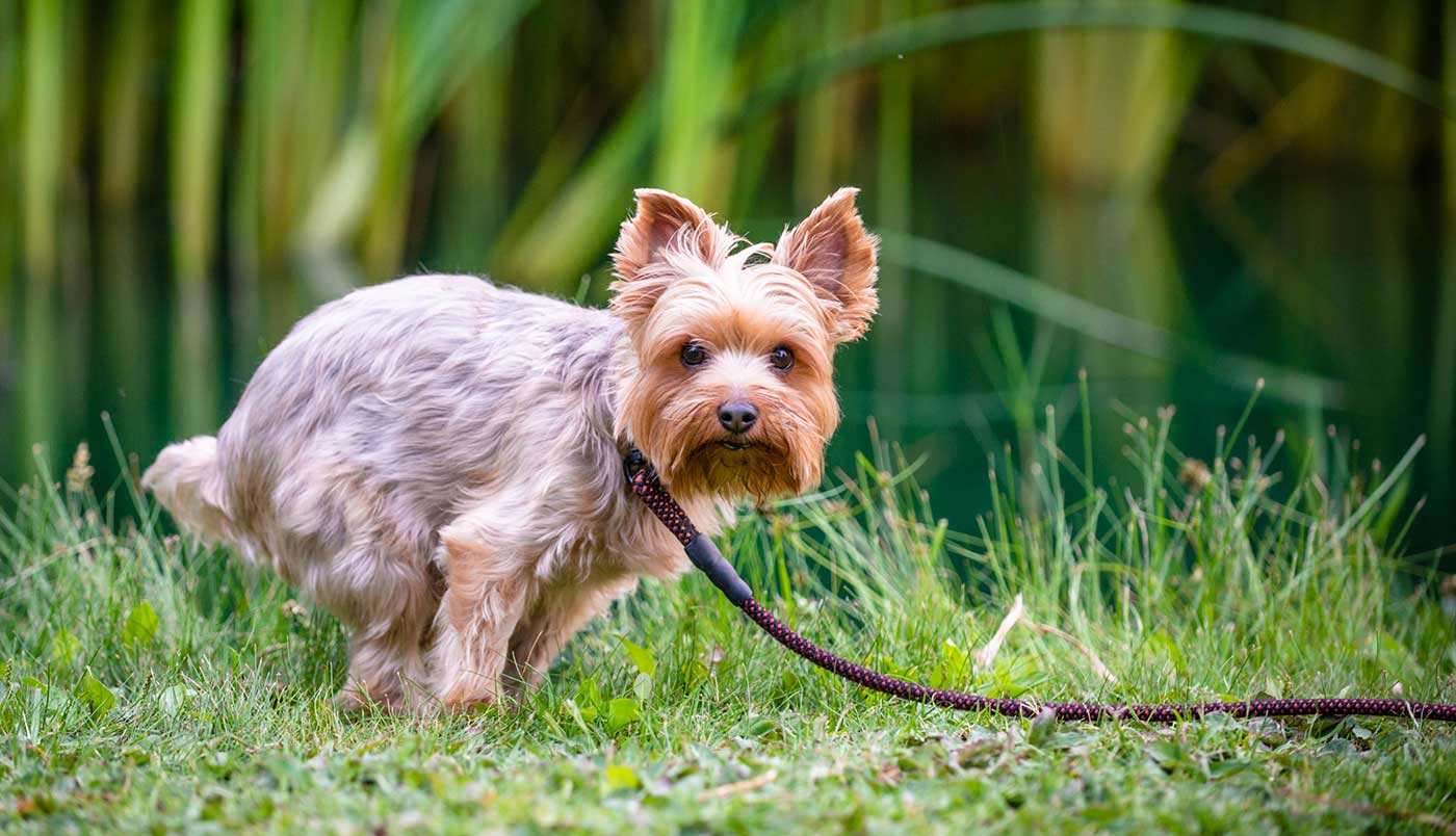 Diagnose Unterfunktion der Bauchspeicheldrüse