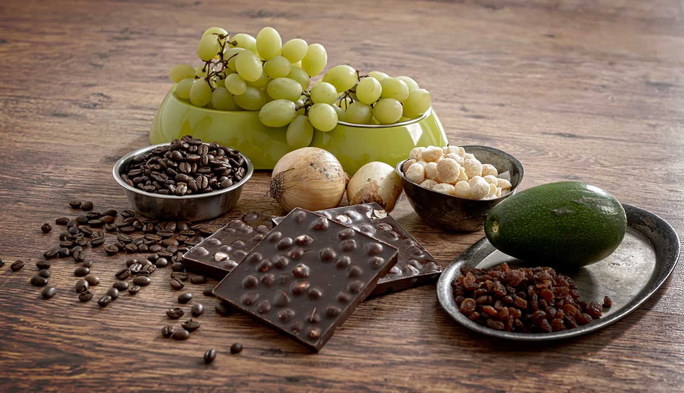 Giftige Lebensmittel für Hunde