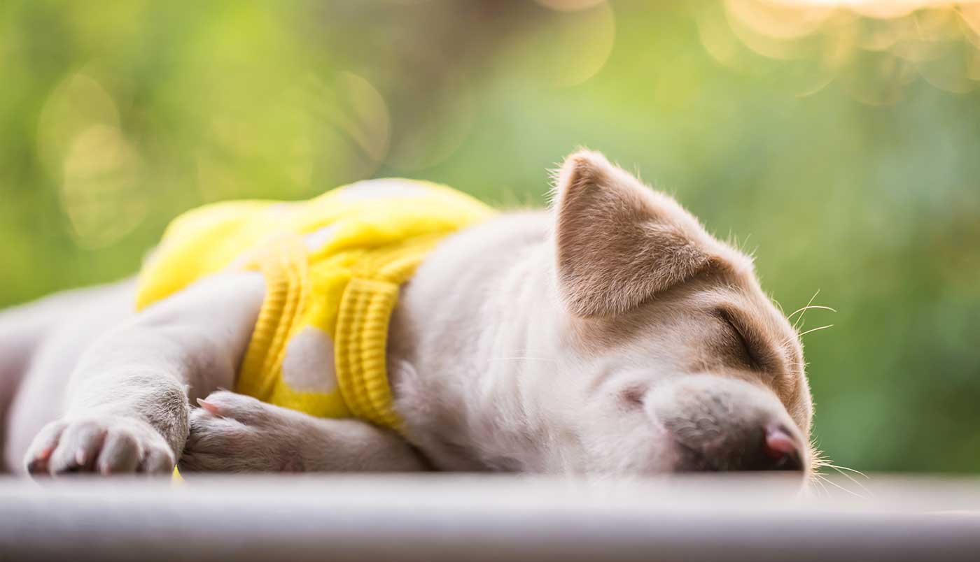 Das Schlafbedürfnis von Welpen