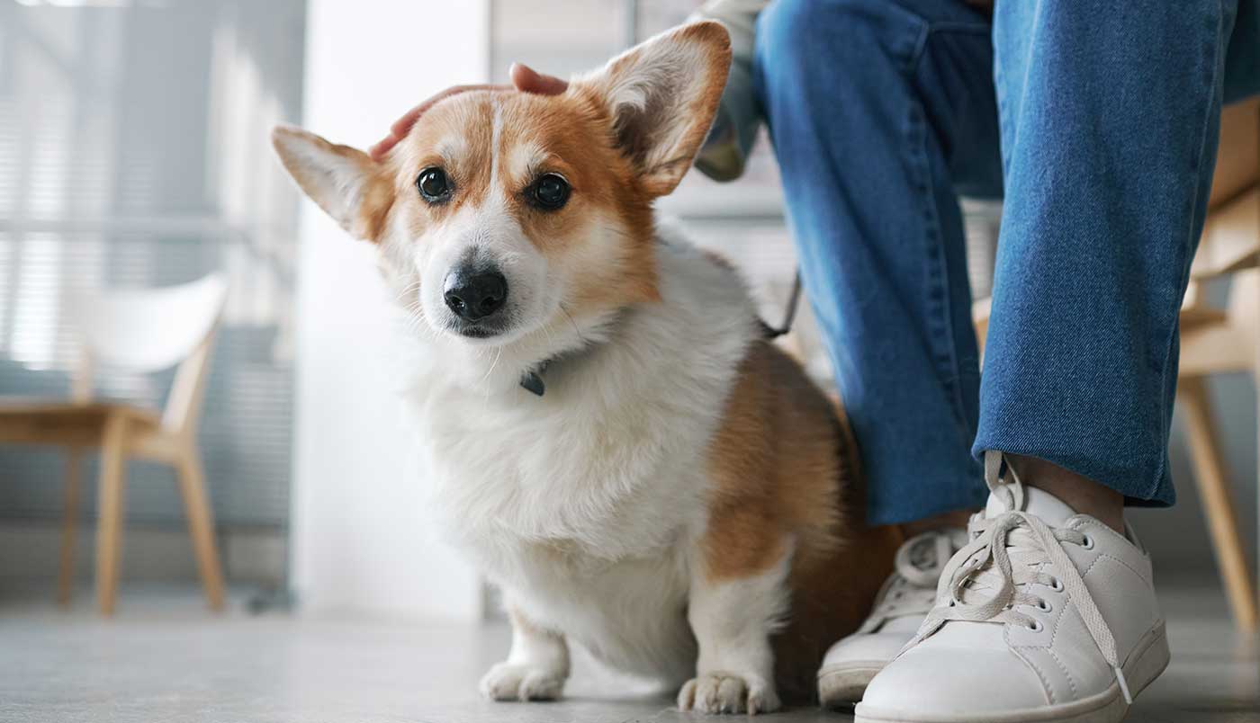 Was sollte man bei einer Hundeversicherung beachten?