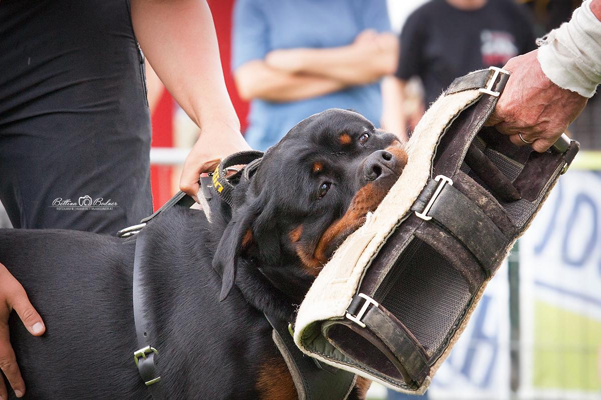 Debatte Gebrauchshundesport – wenn wenig Wissen auf viel Meinung stößt