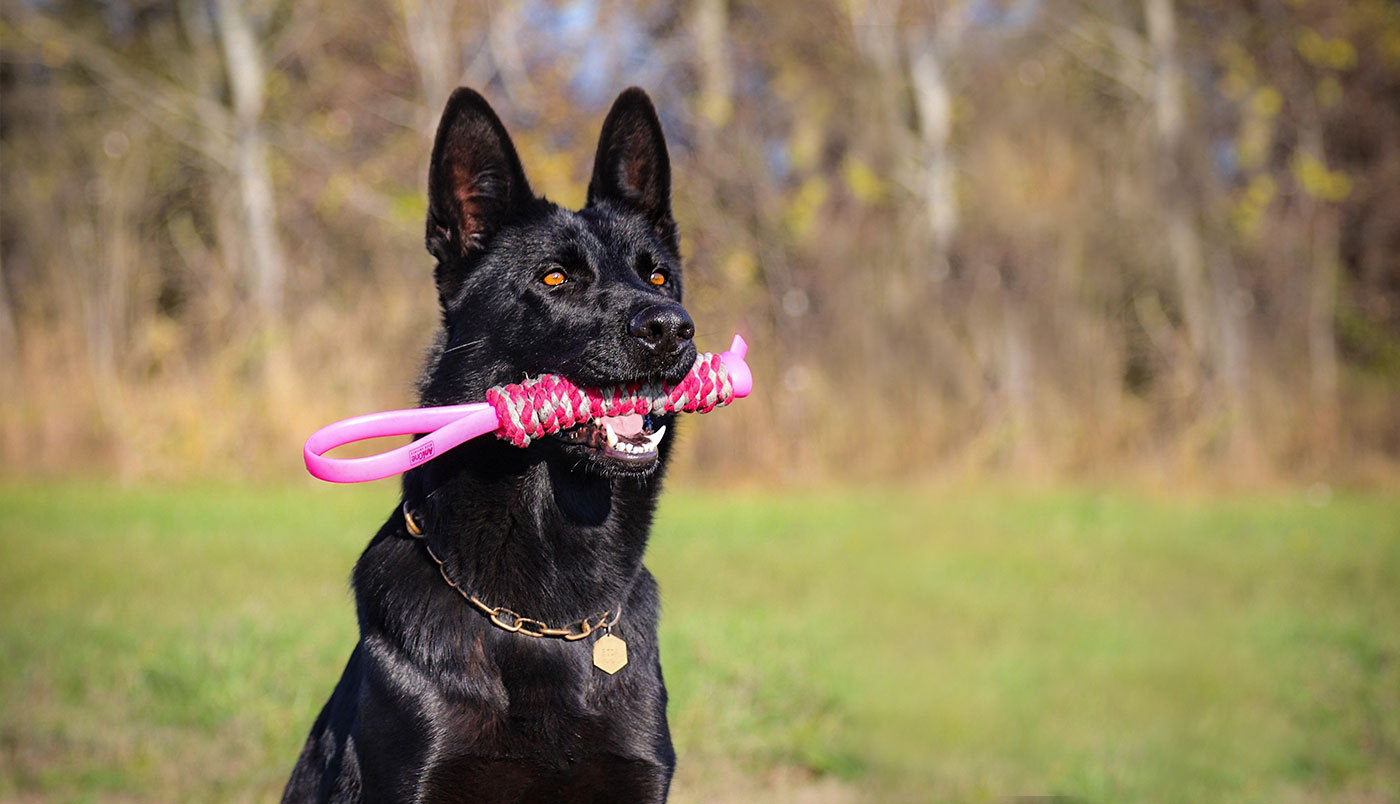 Warum Hunde ihr Spielzeug nicht hergeben