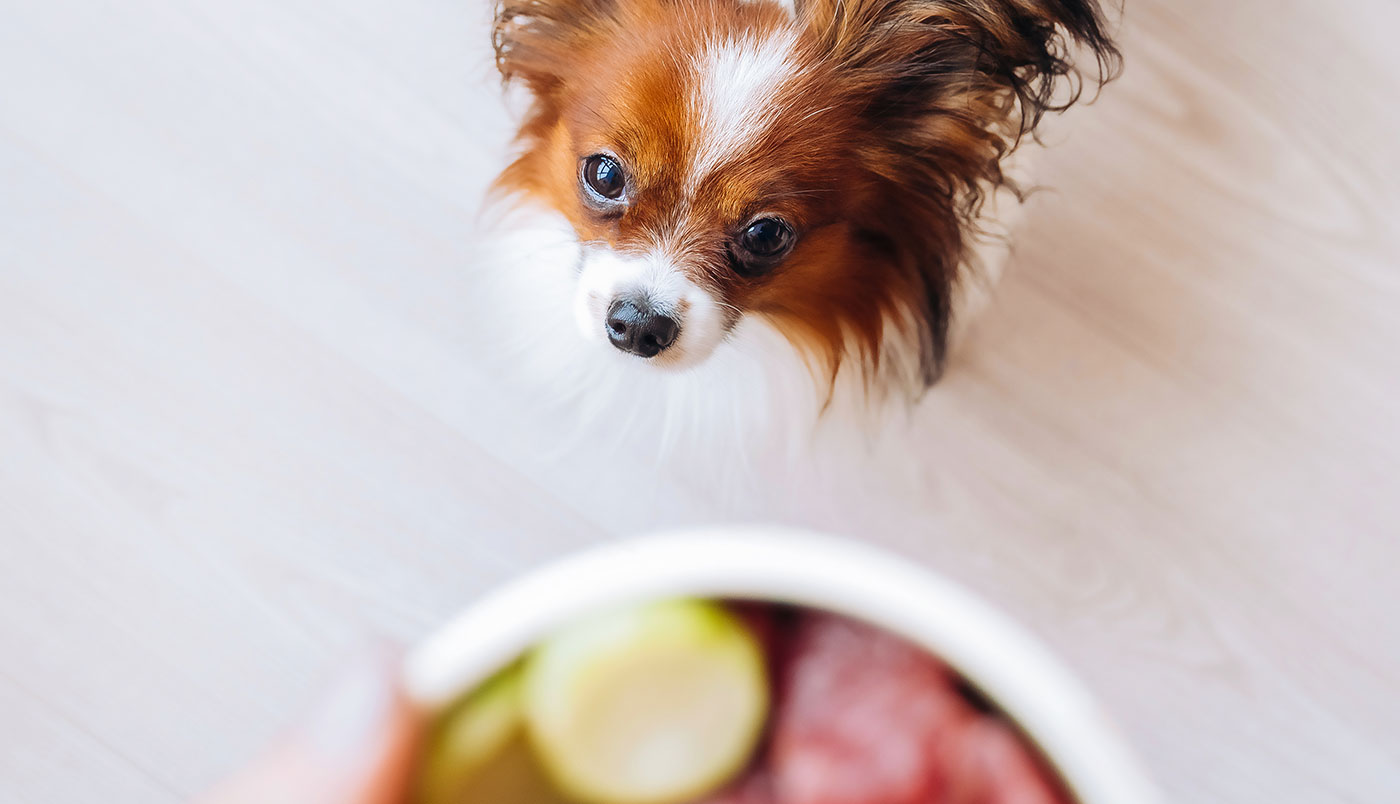 Fütterungsroutine – wichtige Rituale im Alltag