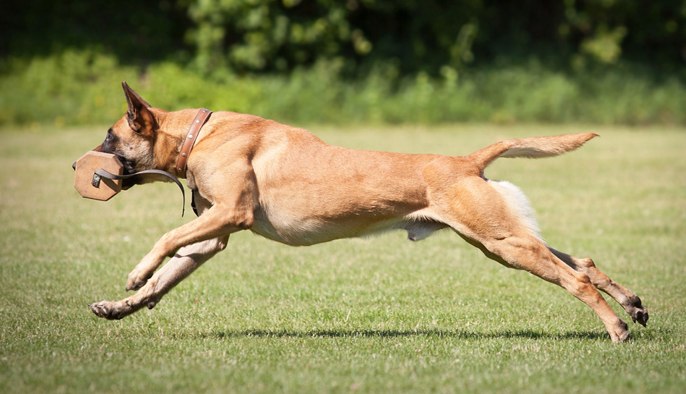 Gebrauchshunde – die Workaholics der Hundewelt