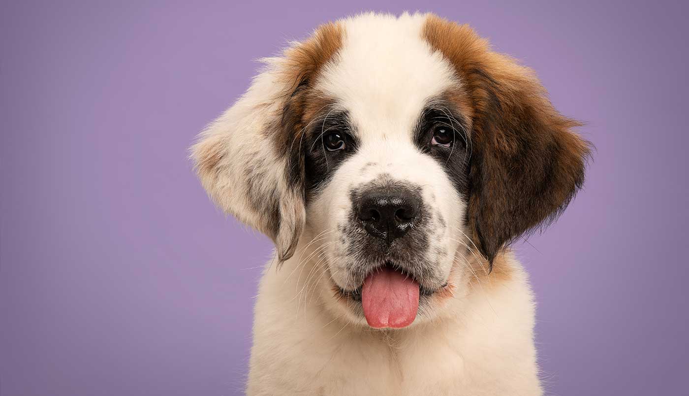 Welpenerziehung: Grundlagen, Tipps, 5 häufige Fehler