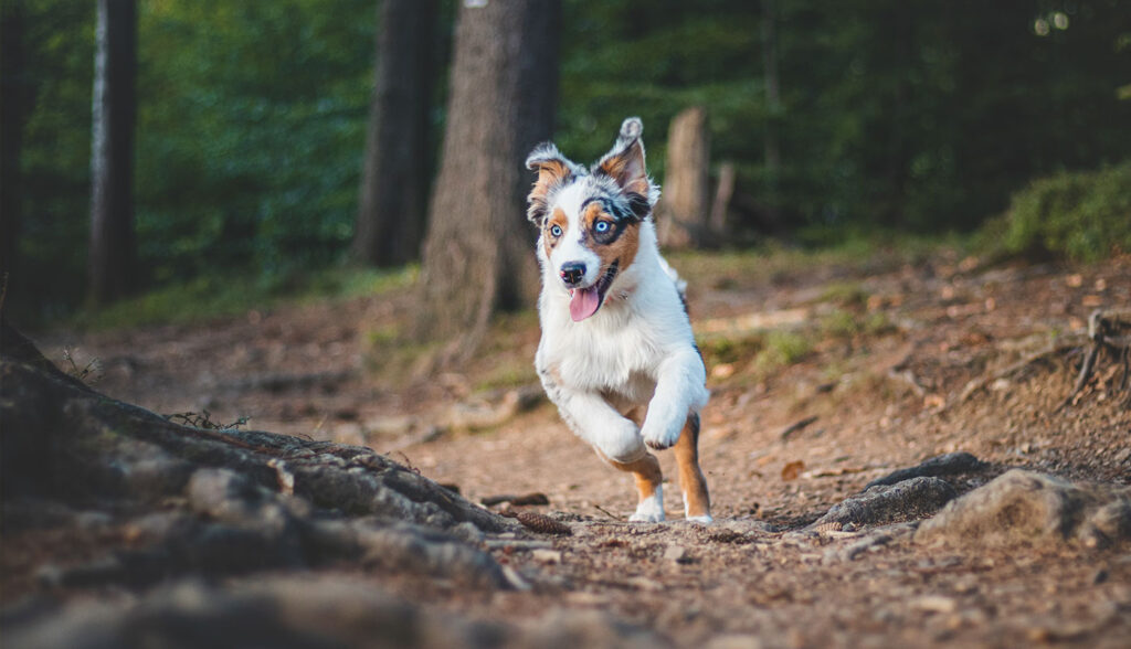 bindung zum hund stärken