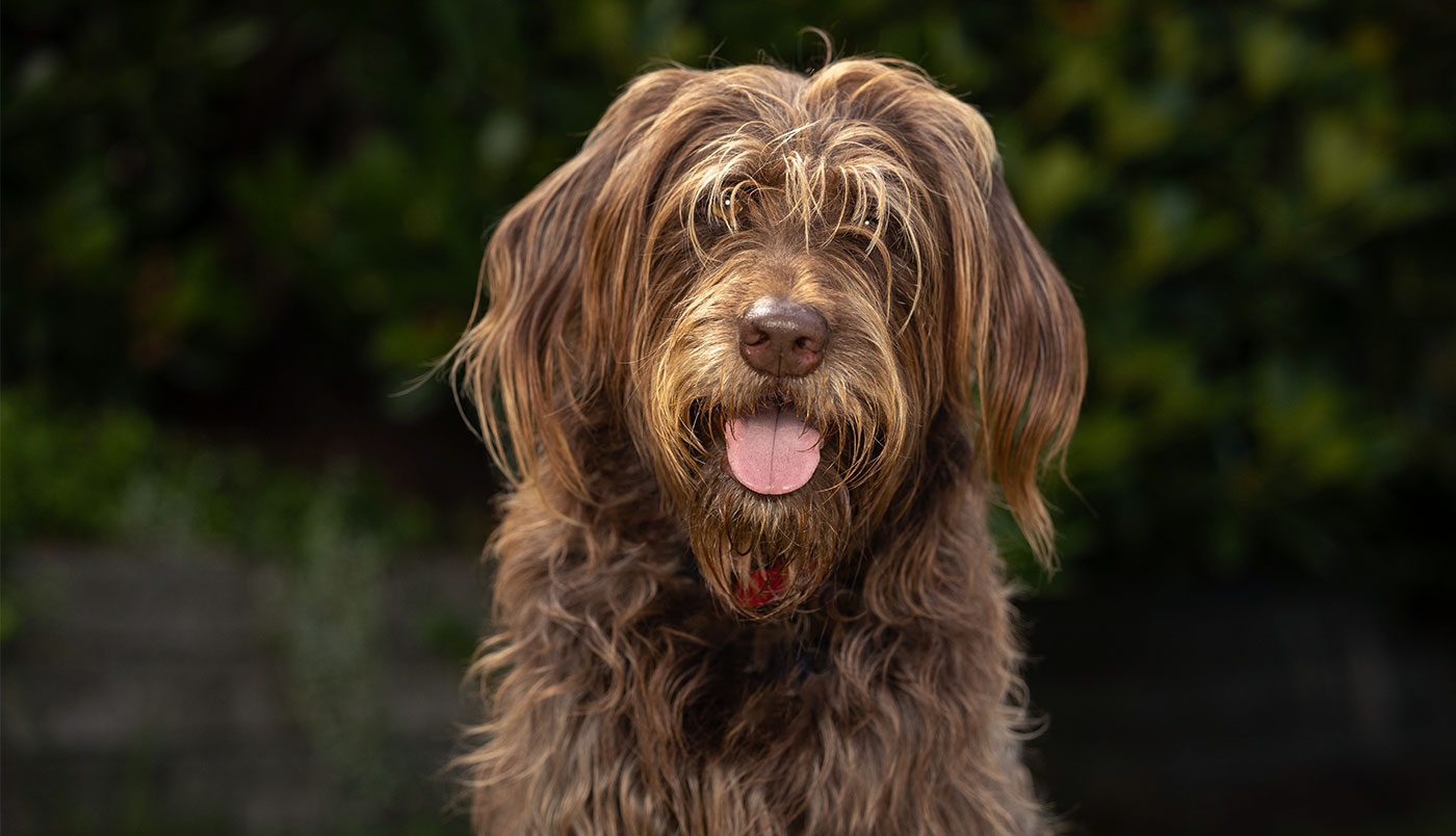 Von Labradoodle bis Puggle: Die Welt der Designer Dogs