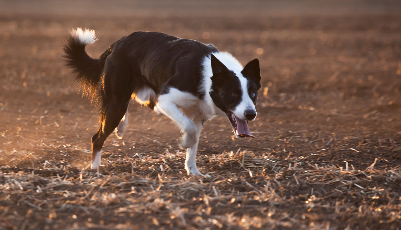 Rassetypisches Verhalten verstehen und tolerieren