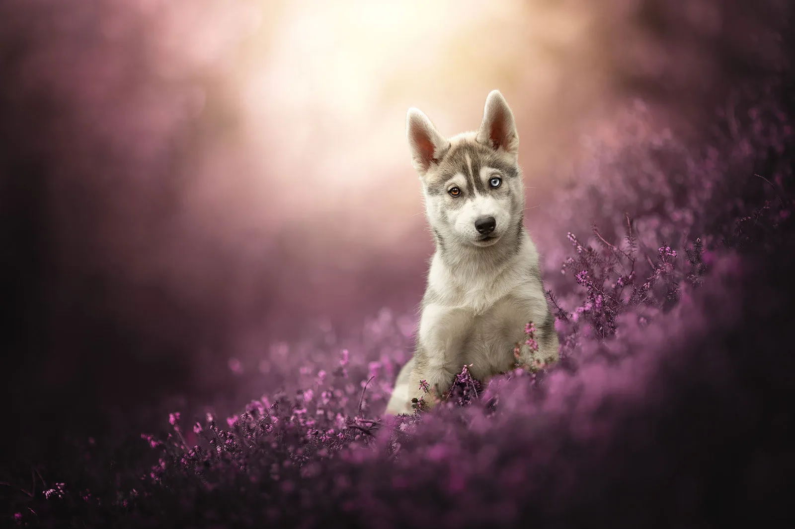 Momente der Verbundenheit: Caroline Fiebinger Tierfotografie