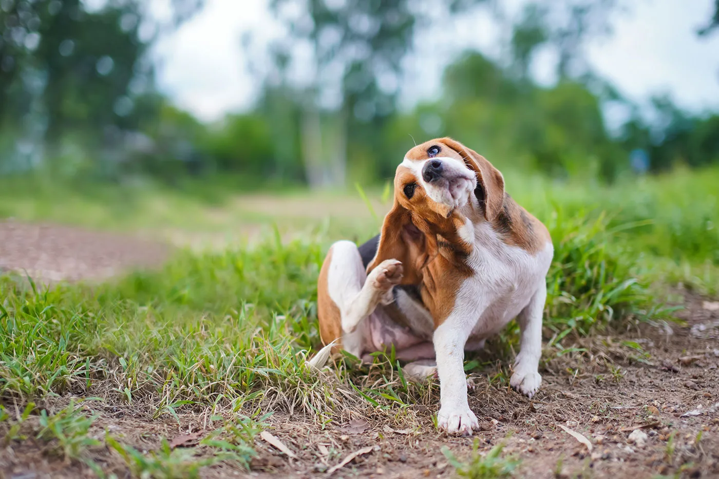 Juckreiz bei Welpen: Ursachen, Diagnose und effektive Therapien gegen übermäßiges Kratzen