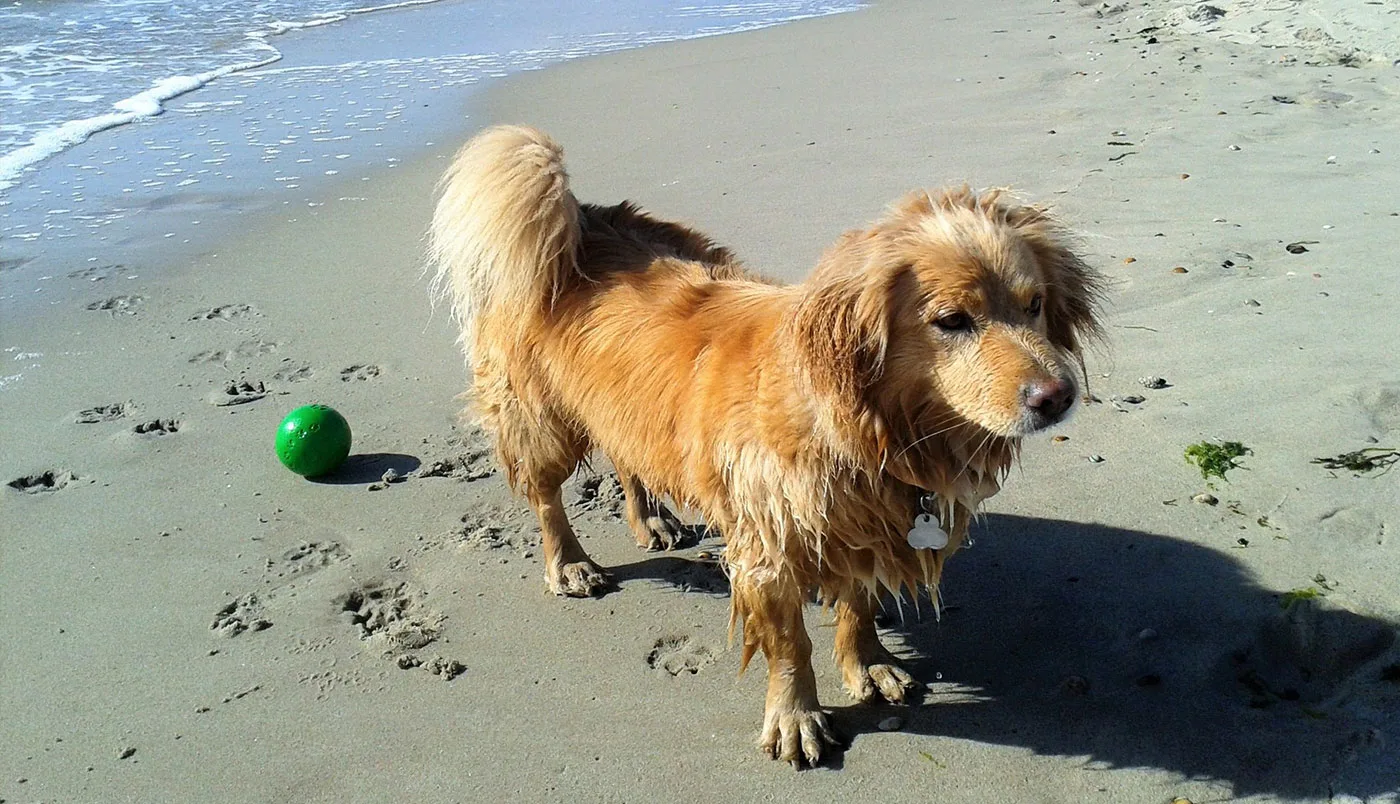 Spannende Abenteuer und Aktivitäten mit Ihrem Hund